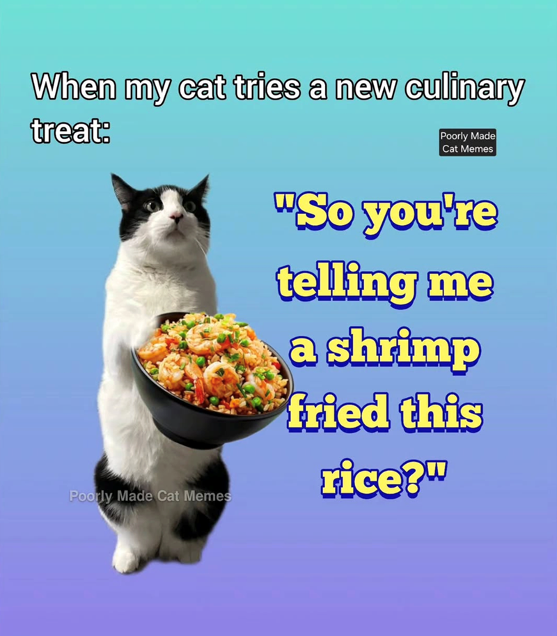 When my cat tries a new culinary treat: Poorly Made Cat Memes Poorly Made Cat Memes "So you're telling me a shrimp fried this rice?"