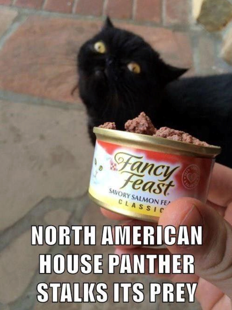 Fancy Feast SAVORY SALMON FEA CLASSIC NORTH AMERICAN HOUSE PANTHER STALKS ITS PREY