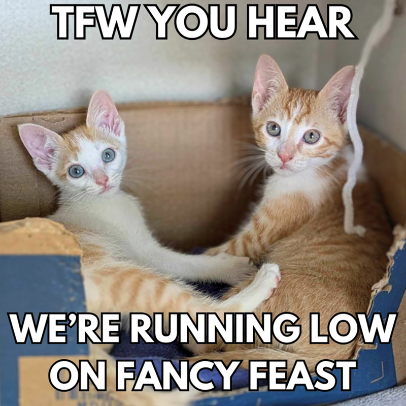 TFW YOU HEAR WE'RE RUNNING LOW ON FANCY FEAST