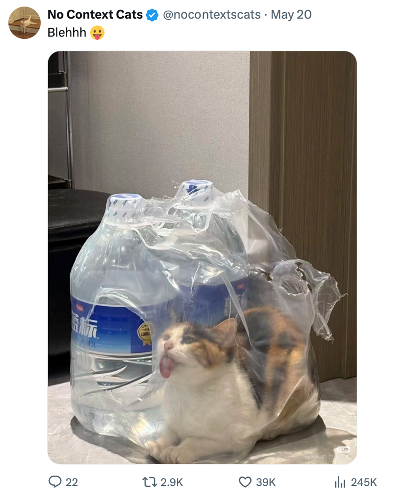 No Context Cats @nocontextscats · May 20 Blehhh 0 - 10012 22 12.9K 39K rednote ID: 23308109 245K