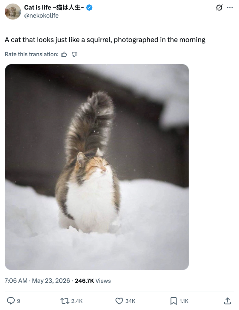 Cat is life @nekokolife A cat that looks just like a squirrel, photographed in the morning Rate this translation: B J 7:06 AM - May 23, 2026 246.7K Views 9 2.4K Ø .. 34K ☐ 1.1K ↑ <]