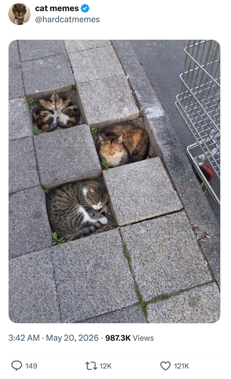 cat memes @hardcatmemes 3:42 AM ⚫ May 20, 2026 987.3K Views 149 12K 121K