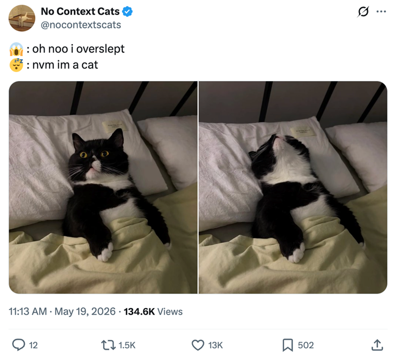 No Context Cats @nocontextscats : oh noo i overslept : nvm im a cat ... 11:13 AM May 19, 2026 134.6K Views 12 1.5K 13K Σ 502 <]
