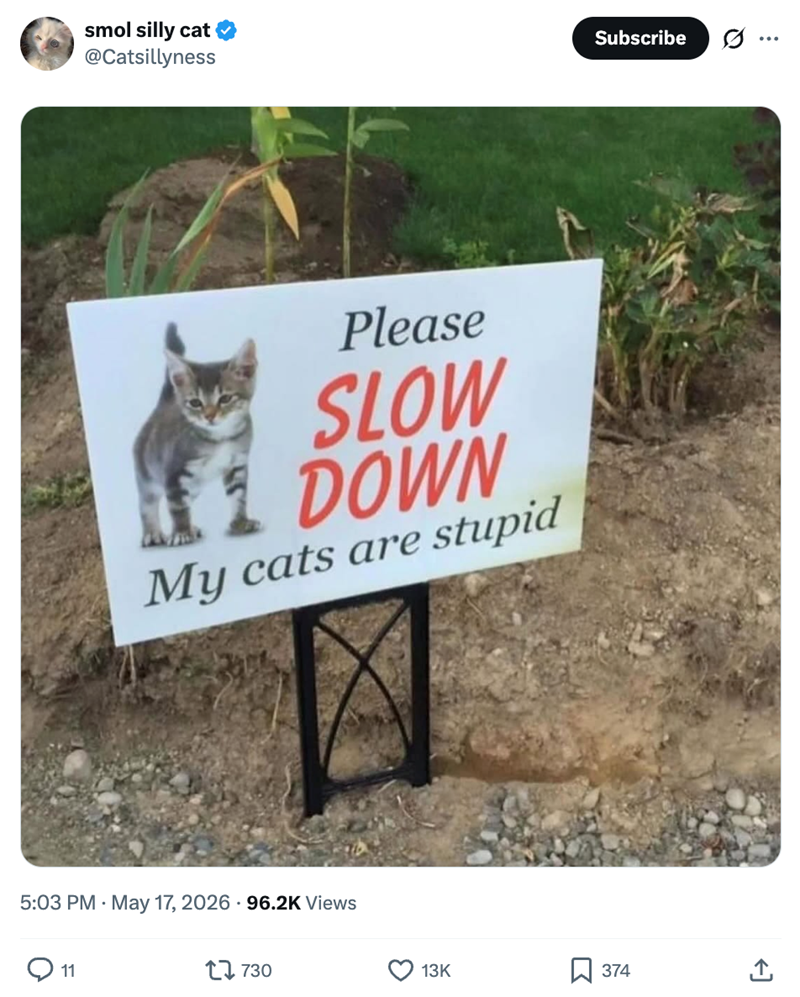 smol silly cat @Catsillyness Subscribe ... Please SLOW DOWN My cats are stupid 5:03 PM - May 17, 2026 96.2K Views 11 17730 13K ☐ 374 ←