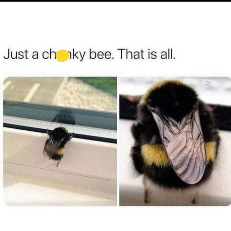 Just a chaky bee. That is all.