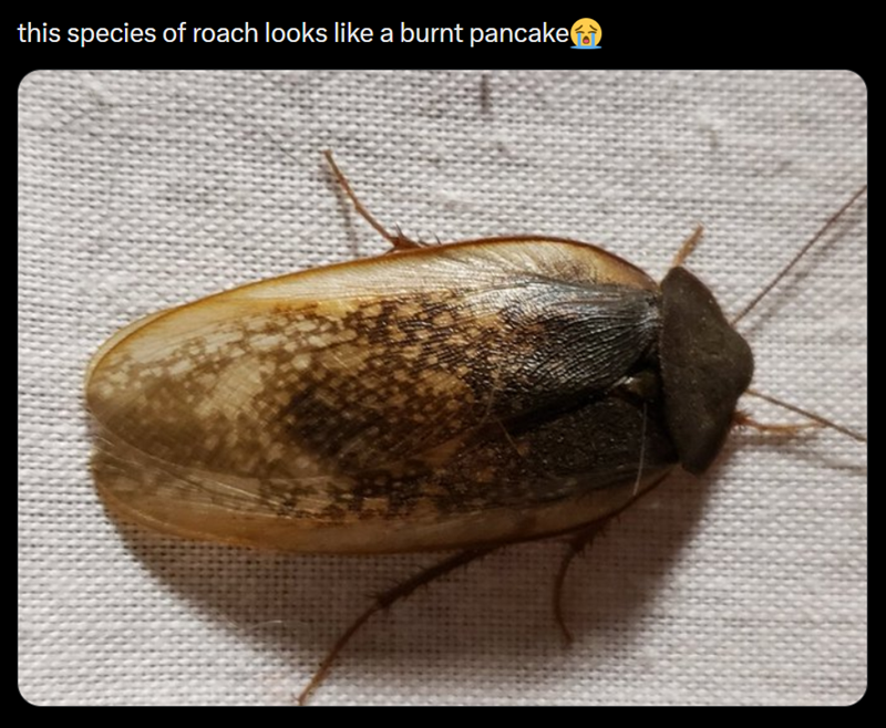 this species of roach looks like a burnt pancake