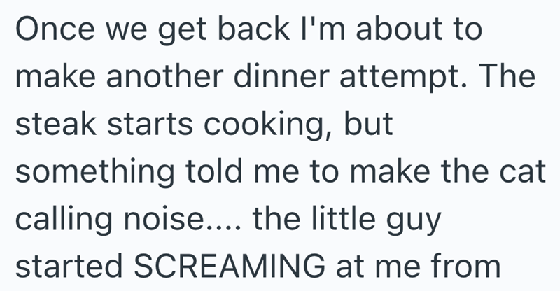 Once we get back I'm about to make another dinner attempt. The steak starts cooking, but something told me to make the cat calling noise.... the little guy started SCREAMING at me from
