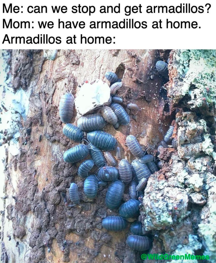 Me: can we stop and get armadillos? Mom: we have armadillos at home. Armadillos at home: @WildcreenMemee