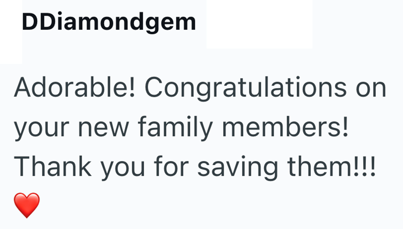 DDiamondgem Adorable! Congratulations on your new family members! Thank you for saving them!!!
