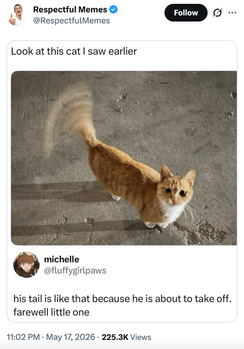 Respectful Memes @RespectfulMemes Look at this cat I saw earlier Follow S.. michelle @fluffygirlpaws his tail is like that because he is about to take off. farewell little one 11:02 PM May 17, 2026 225.3K Views
