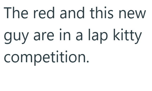 The red and this new guy are in a lap kitty competition.