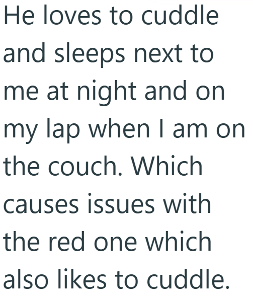 He loves to cuddle and sleeps next to me at night and on my lap when I am on the couch. Which causes issues with the red one which also likes to cuddle.