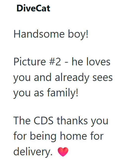 DiveCat Handsome boy! Picture #2 - he loves you and already sees you as family! The CDS thanks you for being home for delivery.