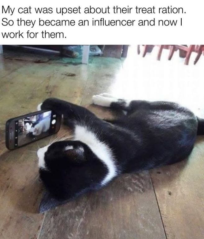 My cat was upset about their treat ration. So they became an influencer and now I work for them.