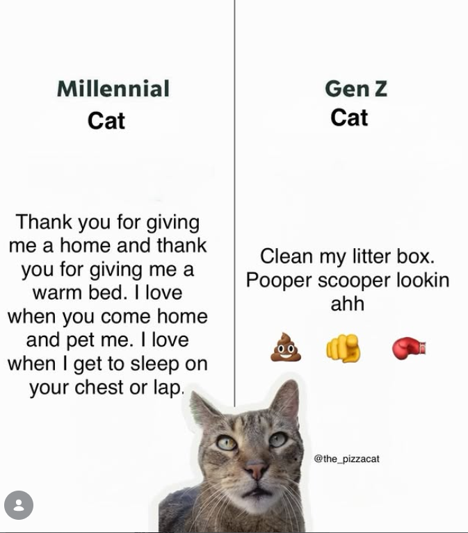 Millennial Cat Gen Z Cat Thank you for giving me a home and thank you for giving me a warm bed. I love when you come home and pet me. I love when I get to sleep on your chest or lap. Clean my litter box. Pooper scooper lookin ahh 00 @the_pizzacat