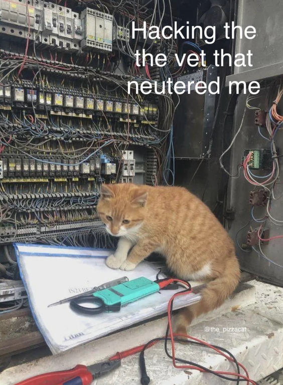 IS21 BE Hacking the the vet that neutered me Litan @the_pizzacat