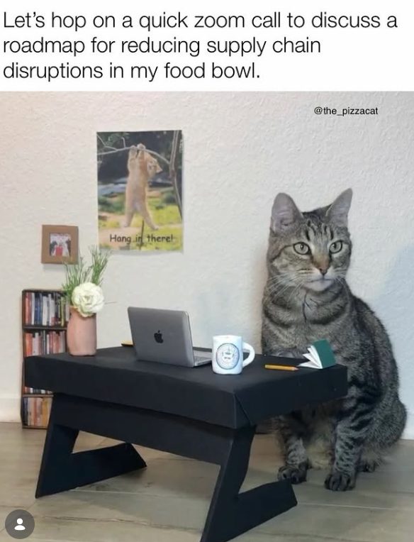 Let's hop on a quick zoom call to discuss a roadmap for reducing supply chain disruptions in my food bowl. Hang in there @the_pizzacat