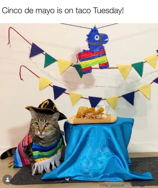 Cinco de mayo is on taco Tuesday! @the_pizzacat