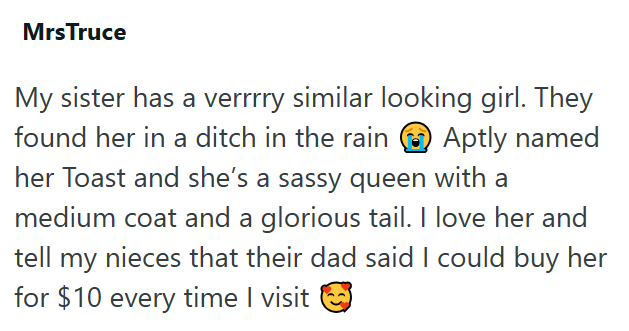 Mrs Truce My sister has a verrrry similar looking girl. They found her in a ditch in the rain Aptly named her Toast and she's a sassy queen with a medium coat and a glorious tail. I love her and tell my nieces that their dad said I could buy her for $10 every time I visit