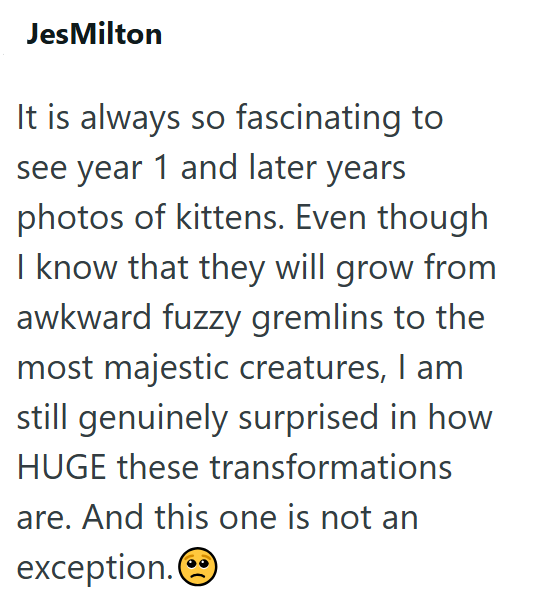 JesMilton It is always so fascinating to see year 1 and later years photos of kittens. Even though I know that they will grow from awkward fuzzy gremlins to the most majestic creatures, I am still genuinely surprised in how HUGE these transformations are. And this one is not an exception.