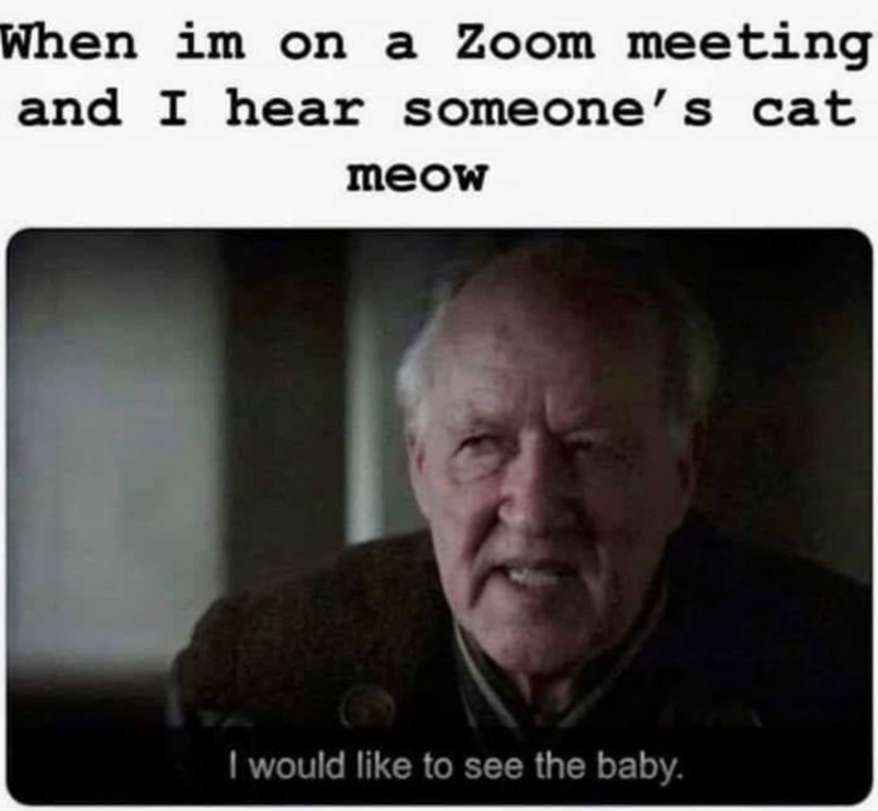 When im on a Zoom meeting and I hear someone's cat meow I would like to see the baby.