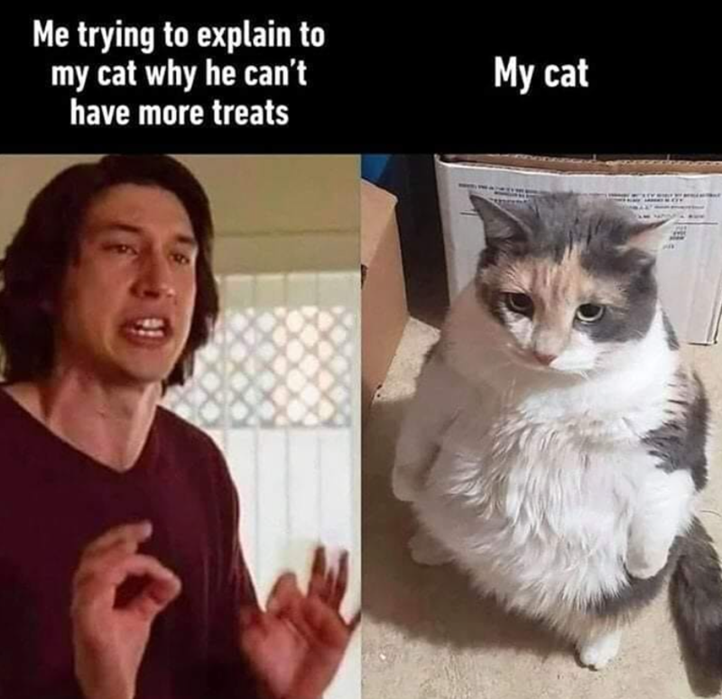 Me trying to explain to my cat why he can't have more treats My cat