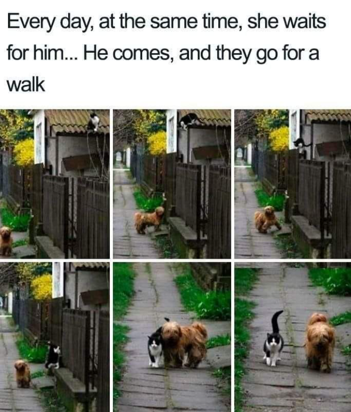 Every day, at the same time, she waits for him... He comes, and they go for a walk