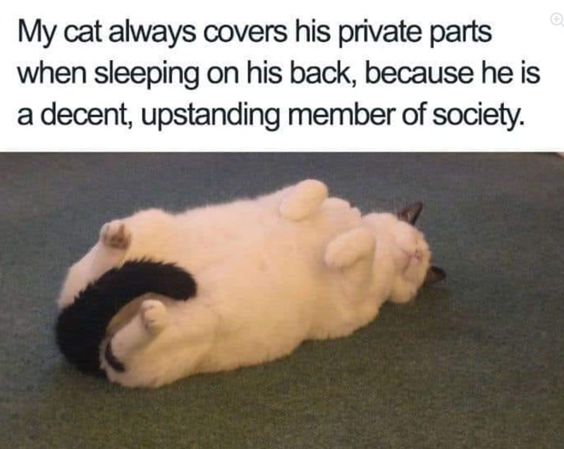 My cat always covers his private parts when sleeping on his back, because he is a decent, upstanding member of society.