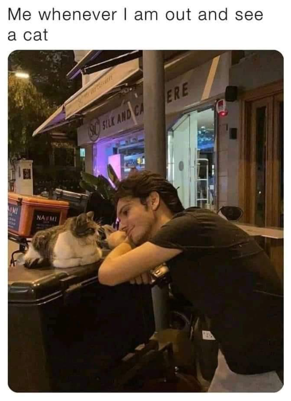 Me whenever I am out and see a cat MI NA MI 90 SILK AND CA ERE