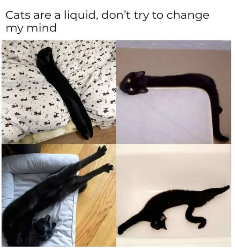 Cats are a liquid, don't try to change my mind R5