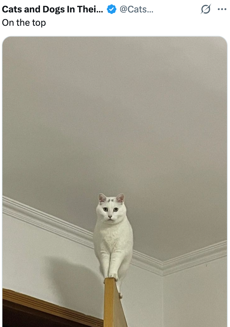 Cats and Dogs In Thei... On the top @Cats... Q ...