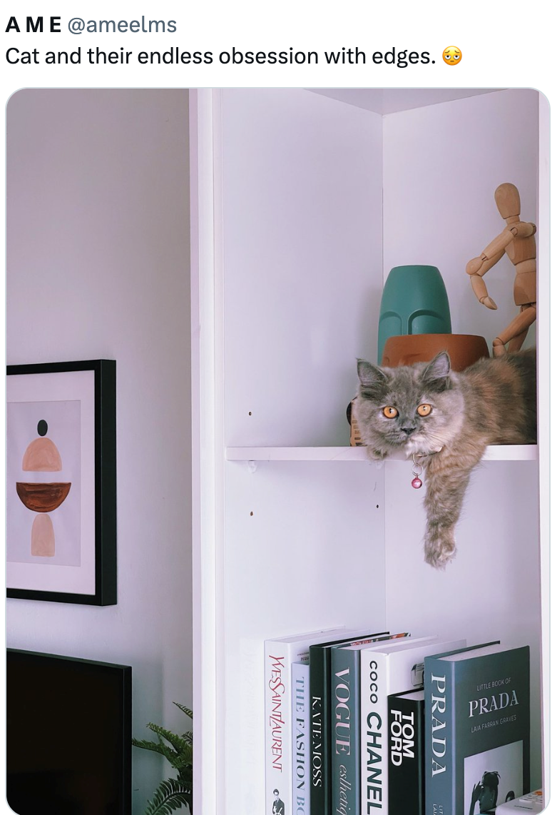 AME @ameelms Cat and their endless obsession with edges. PRADA LIT TOM FORD COCO CHANEL VOGUE esthetiq KATE MOSS THE FASHION BO WESSAINTLAURENT