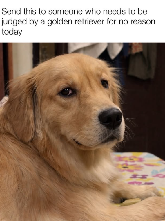 Send this to someone who needs to be judged by a golden retriever for no reason today