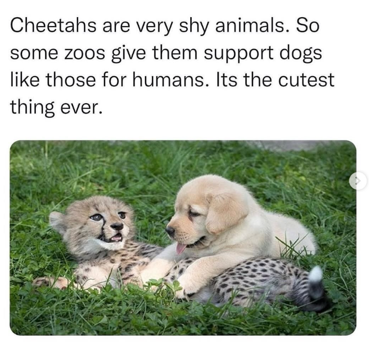 Cheetahs are very shy animals. So some zoos give them support dogs like those for humans. Its the cutest thing ever. 2