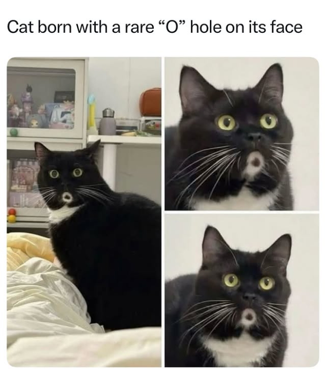 Cat born with a rare "O" hole on its face