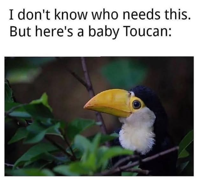 I don't know who needs this. But here's a baby Toucan: