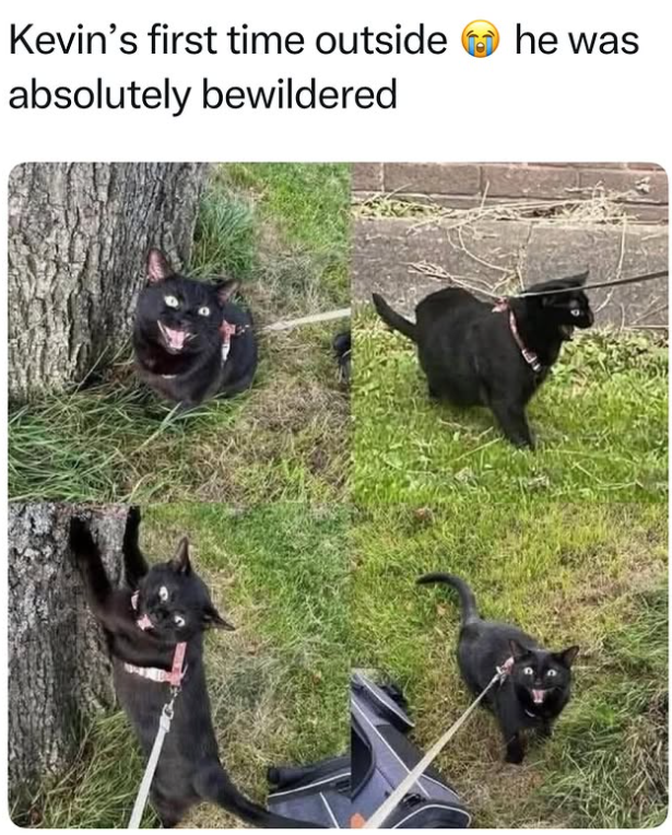 Kevin's first time outside he was absolutely bewildered