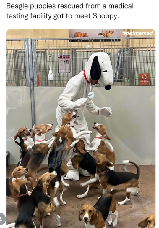 Beagle puppies rescued from a medical testing facility got to meet Snoopy. @petmemed