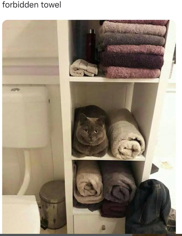 forbidden towel