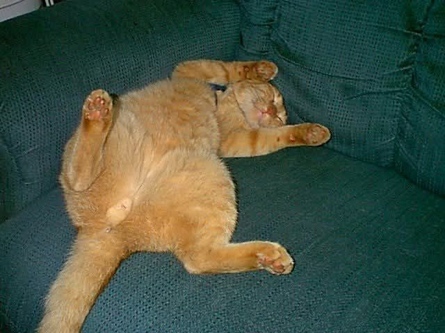 Cheezburger Image 10633224192
