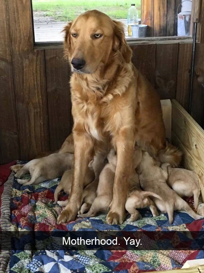 Motherhood. Yay.