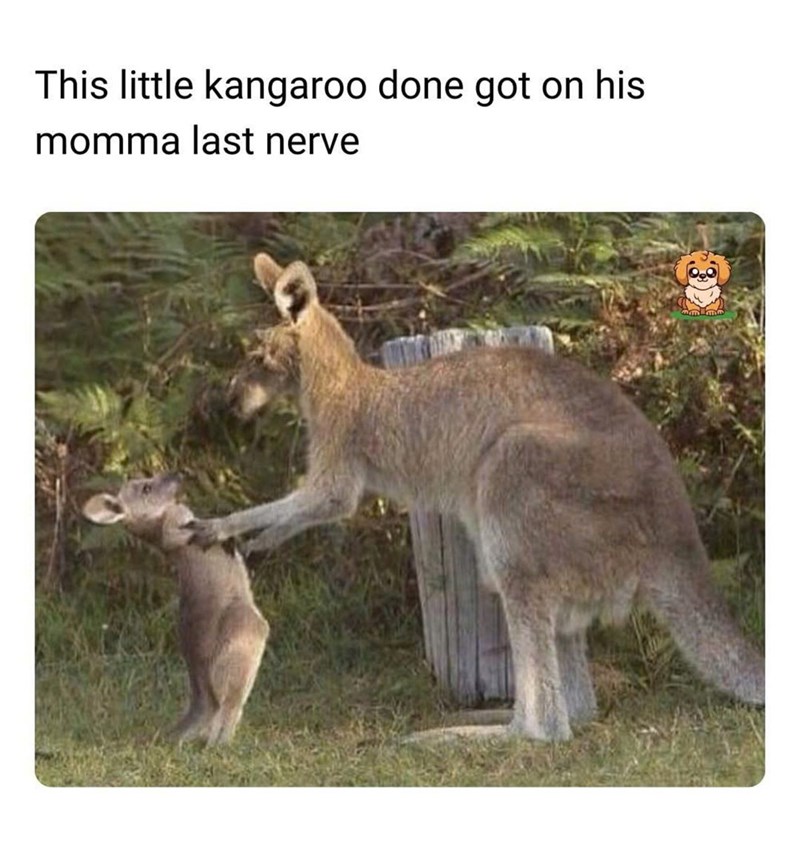 This little kangaroo done got on his momma last nerve mm mm