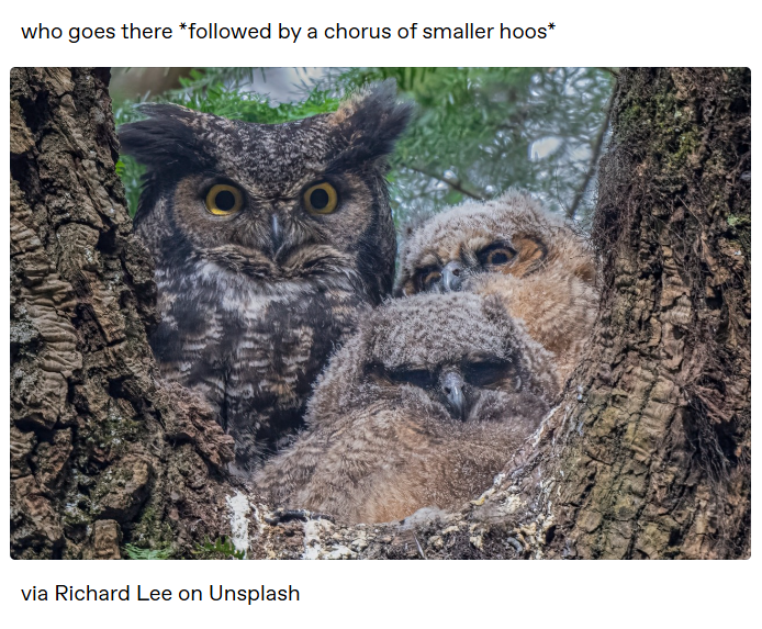 who goes there *followed by a chorus of smaller hoos* O O via Richard Lee on Unsplash