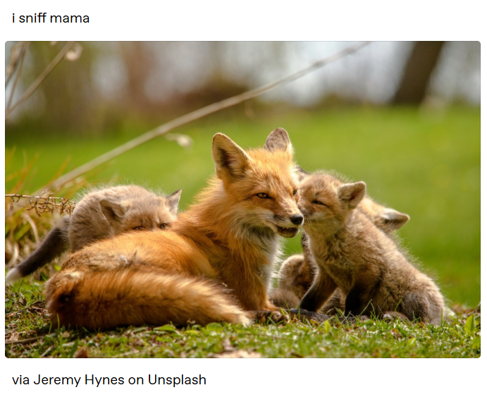 i sniff mama via Jeremy Hynes on Unsplash