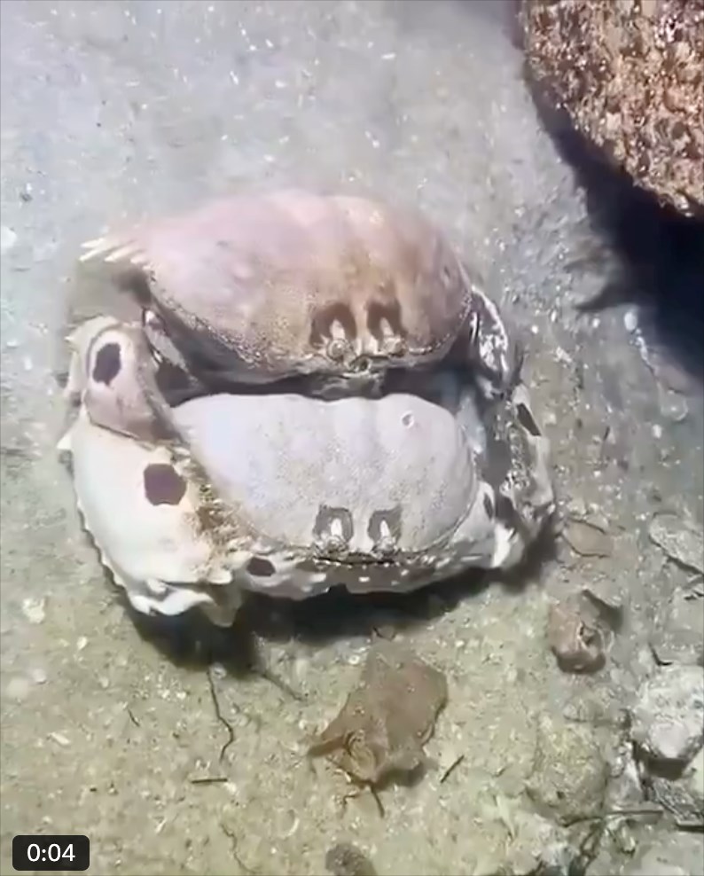 0:04