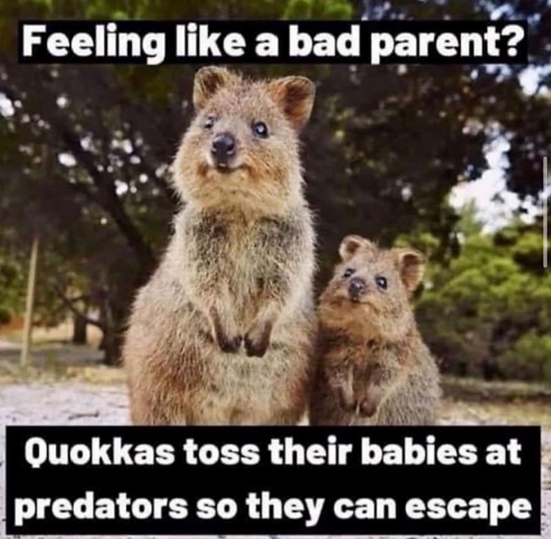 Feeling like a bad parent? Quokkas toss their babies at predators so they can escape