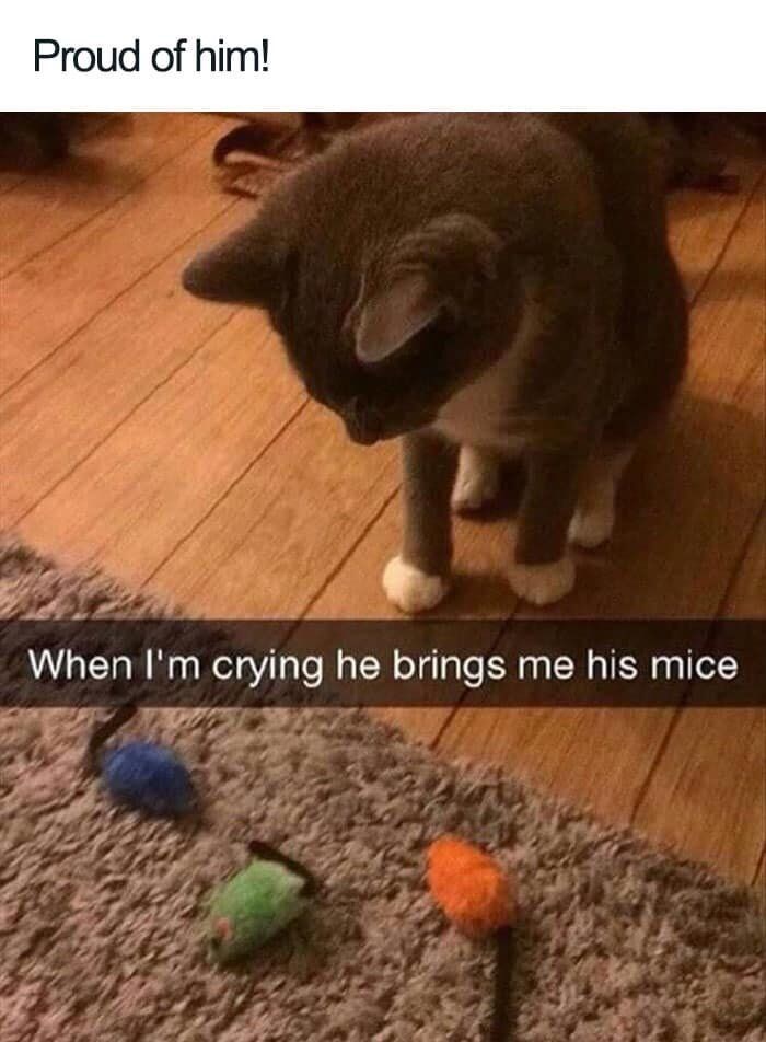 Proud of him! When I'm crying he brings me his mice