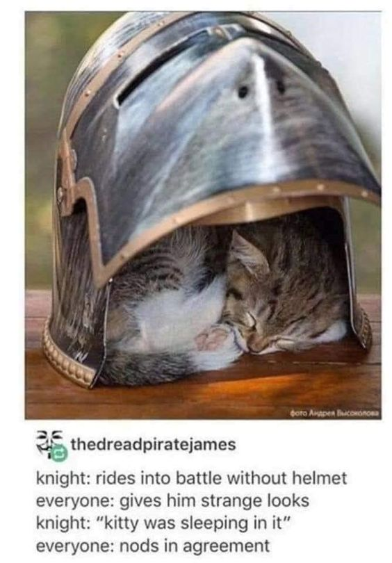 фото Андрея Высоколова thedreadpiratejames knight: rides into battle without helmet everyone: gives him strange looks knight: "kitty was sleeping in it" everyone: nods in agreement
