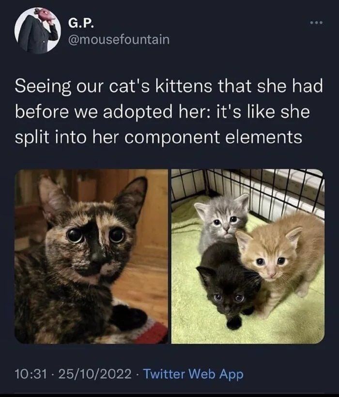 G.P. 600 @mousefountain Seeing our cat's kittens that she had before we adopted her: it's like she split into her component elements 10:31 25/10/2022 Twitter Web App