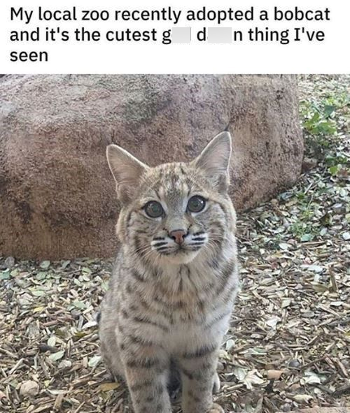 My local zoo recently adopted a bobcat and it's the cutest gd seen n thing I've